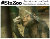 muotokuvia vankeudesta #sinZoo