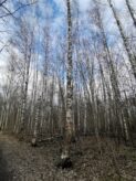 Hieskoivuja (