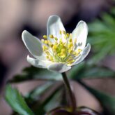 Valkovuokko (Anemone nemorosa). Lähde: Internet