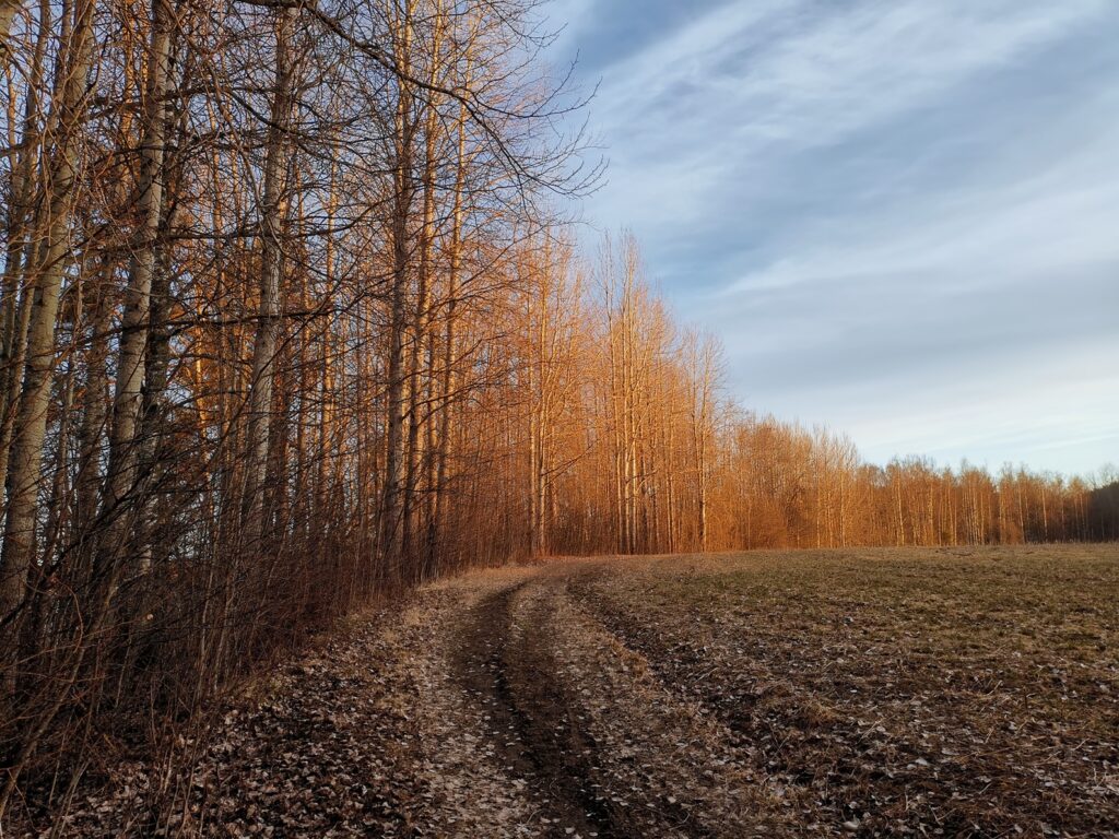 Puustoa Haukanniemessä