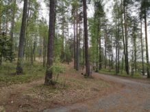 Mänty- ja pihlajametsää Harjun kukkulalla