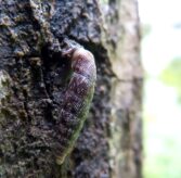 Hienouurresulkukotilo (Clausilia dubia). Lähde: Internet