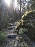 Metsä Ylistönmäellä