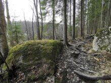 Kuusten juuria Haukanniemessä, Rautpohjan vieressä