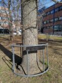 Cygnaeuksen tammi