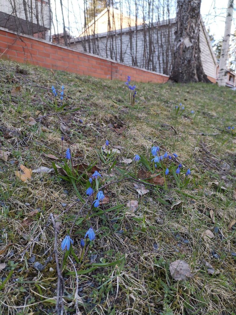 Idänsinililja (Scilla siberica) Ristikivessä, Jyväskylässä